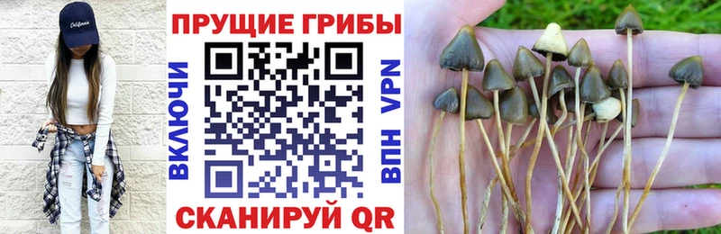 Галлюциногенные грибы Psilocybine cubensis  Купить  Тара 